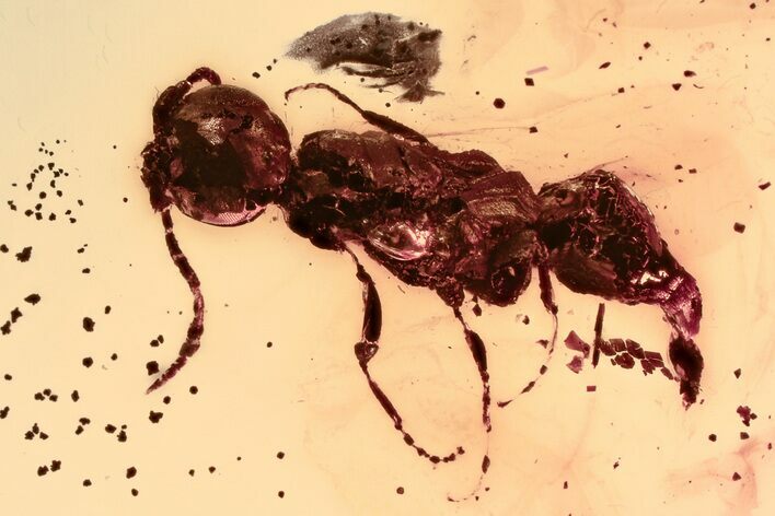 Detailed Fossil Spider, Crane Fly, and Wasp in Baltic Amber #381234